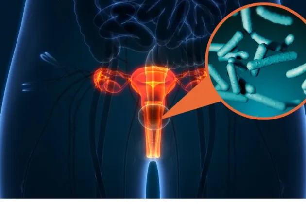 Illustration of vagina.