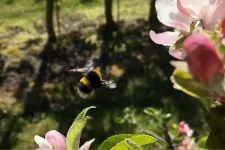 Bumblebee. Photo.
