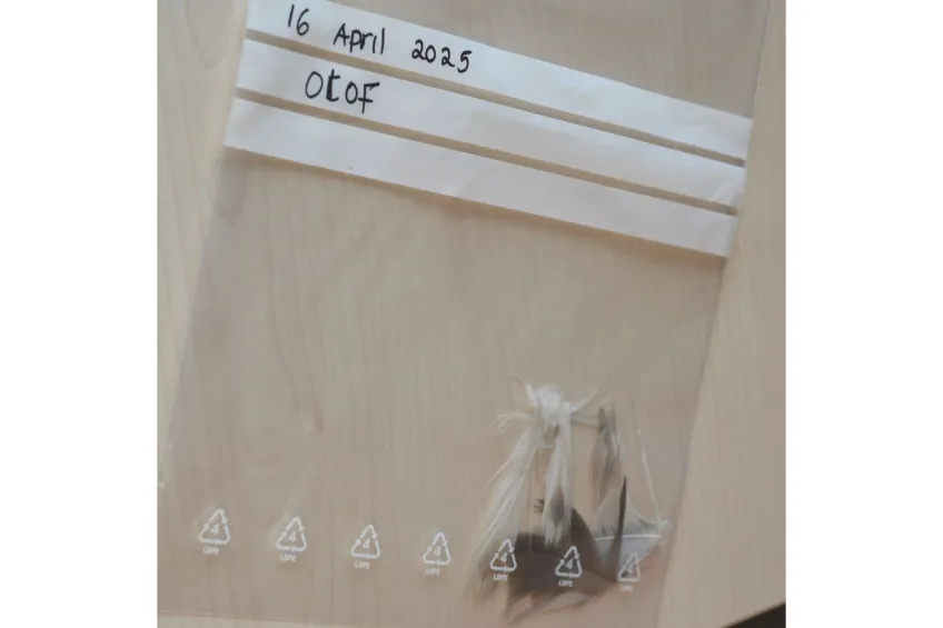 Feathers from Olof have been collected and packed - now they await analysis with a new highly sensitive instrument at the Department of Chemistry. 