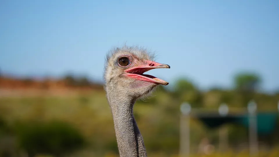 Ostrich. Photo.