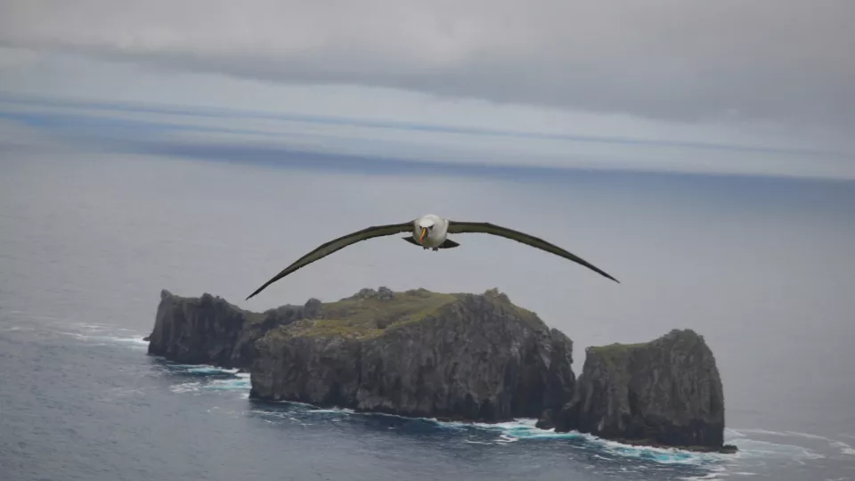Bird flying over an island. Photo.