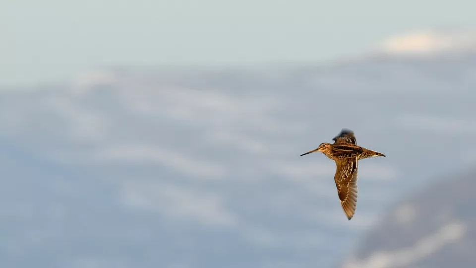 A flying bird. Photo.