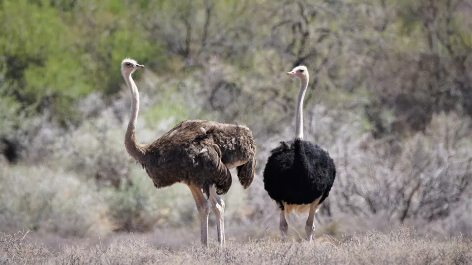 Two ostriches. Photo.