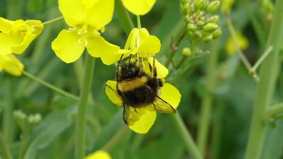 A bumblebee on a yellow flower. Photo.