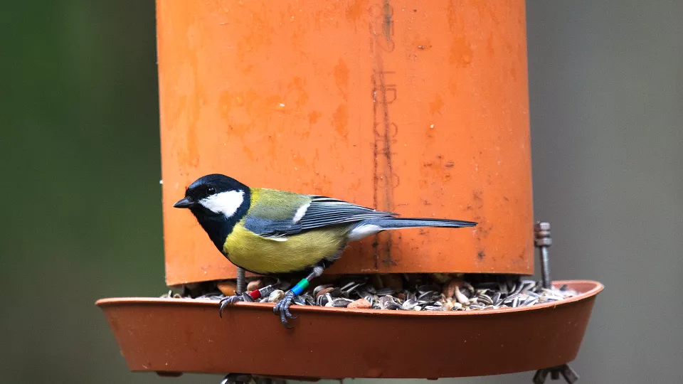 Bird at feeding station. Photo.