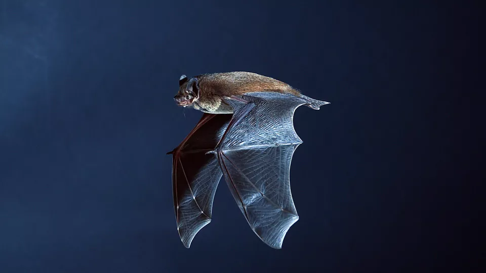 Flying bat.