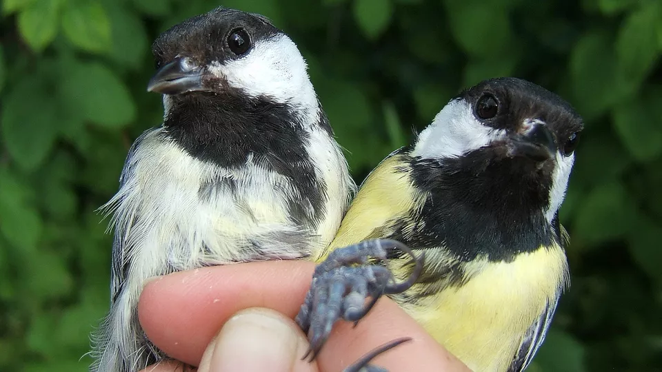 A hand holding two small birds. Photo.