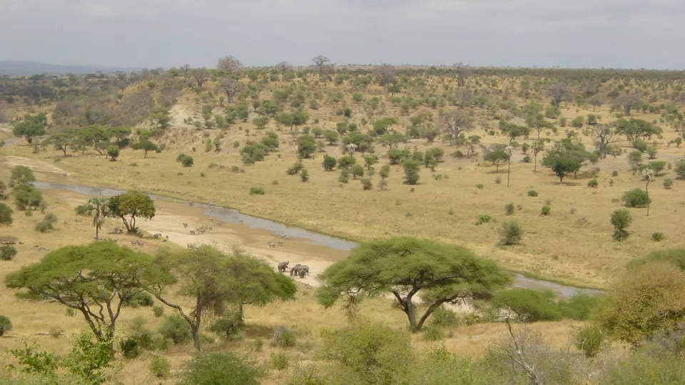 Elephants in landscape. Photo.