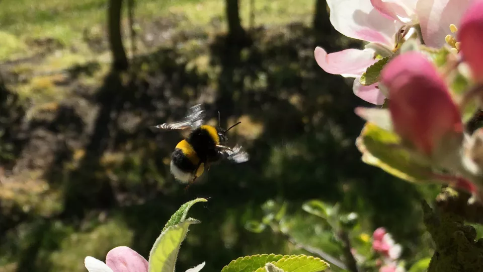 Bumblebee. Photo.