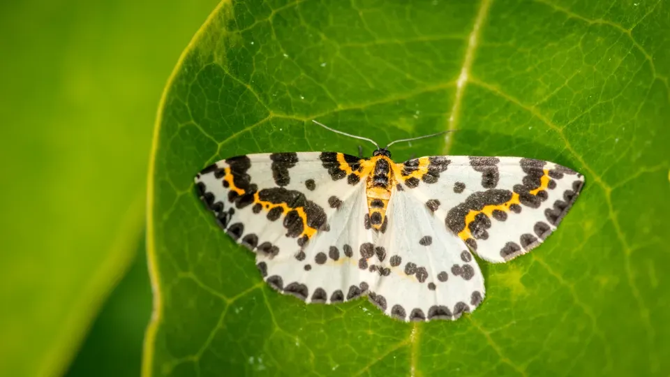 Moth on leaf