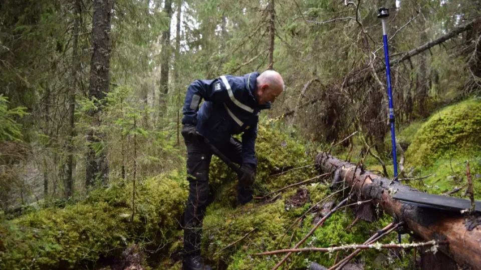 Researcher digs in forest. Photo.