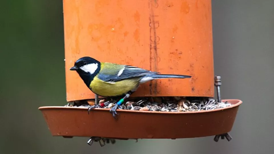 Bird on bird feeding station. Photo.