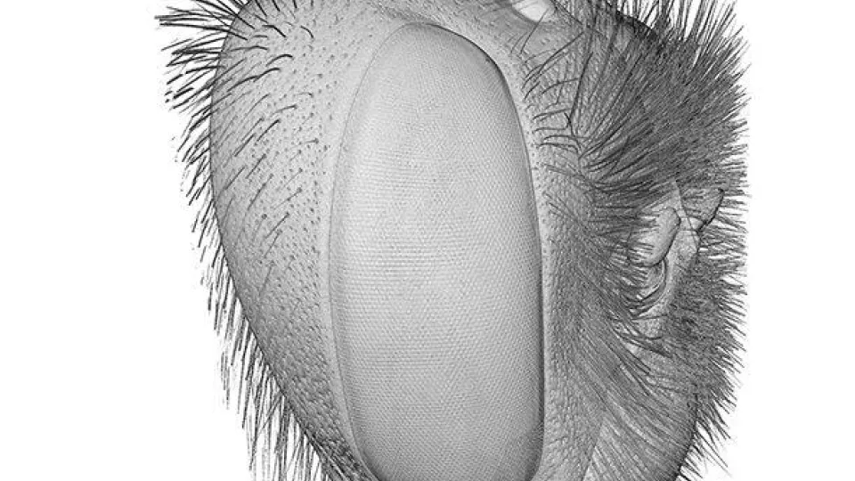 Bumblebee head. 3D image.