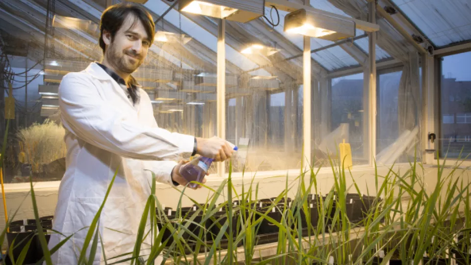 A researcher sprays water on plants. Photo.