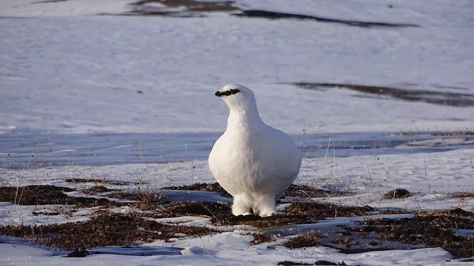 White bird on snow-covered ground. Photo.
