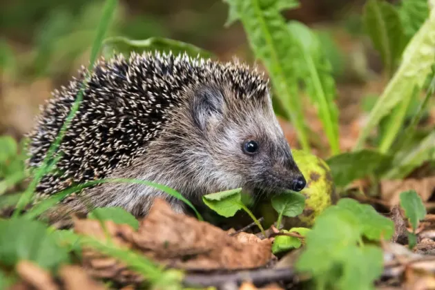 Hedgehog.