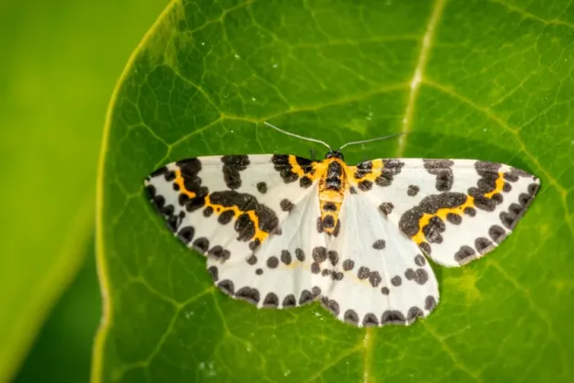 Moth on leaf