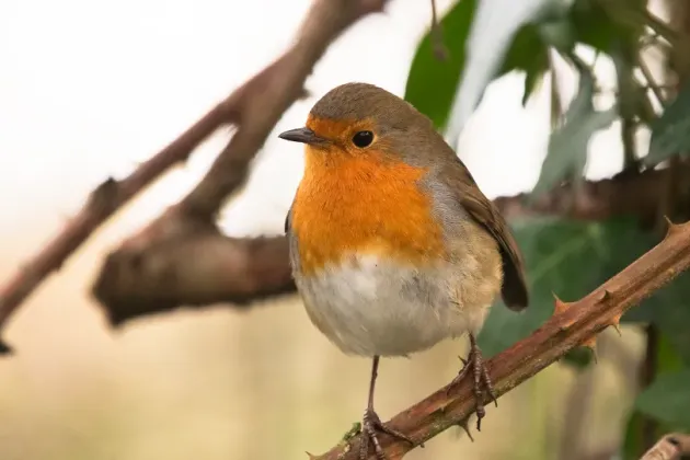 Photo of bird.