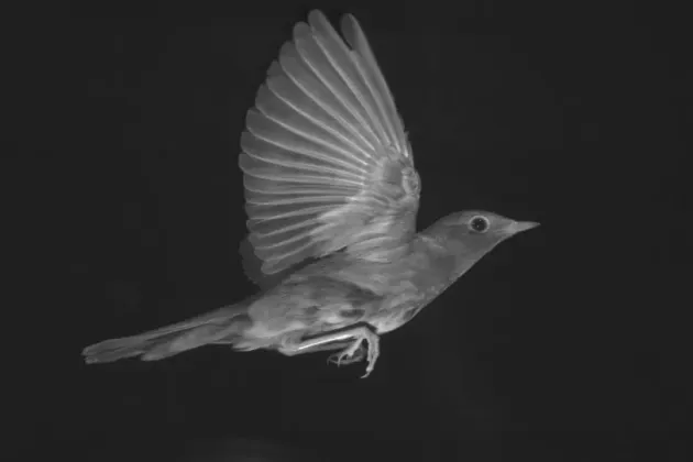Photo of bird.