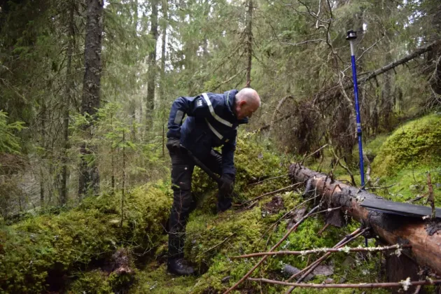 Researcher digs in forest. Photo.