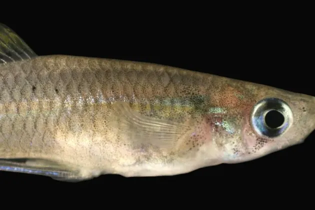 Fish against black background. Photo.