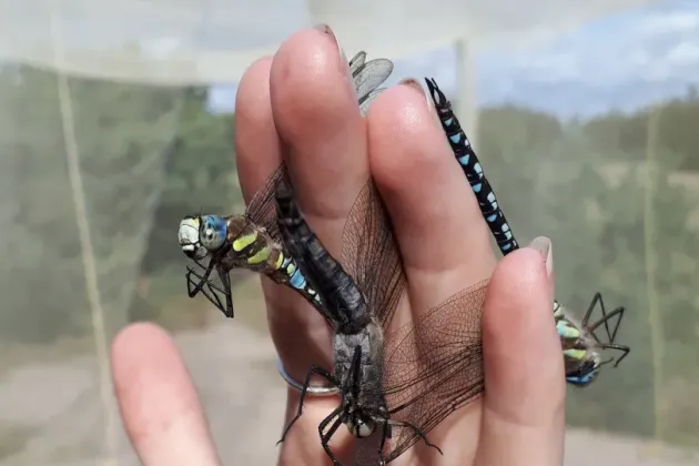Hand holding three dragonflies. Photo.