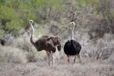 Two ostriches. Photo.