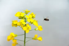 Bee and flowers. Photo.