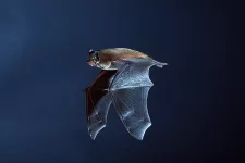 Flying bat.