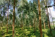 Photo of forest.