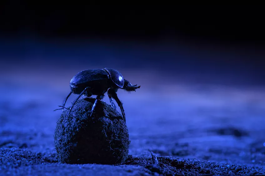 Dung beatle on a dung ball at night. Photo.