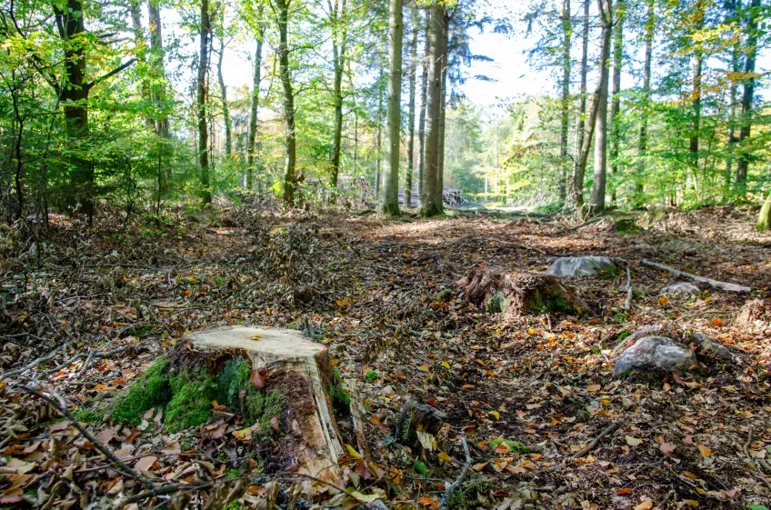 Stumps in the woods. Photo.