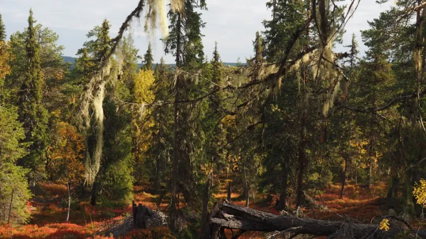 Old-growth forest. Photo.