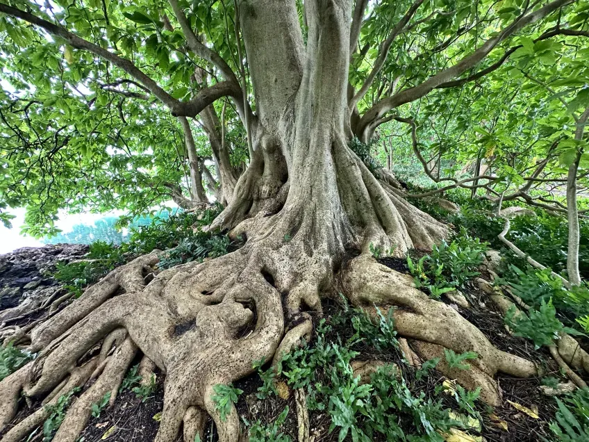 Tree. Photo.