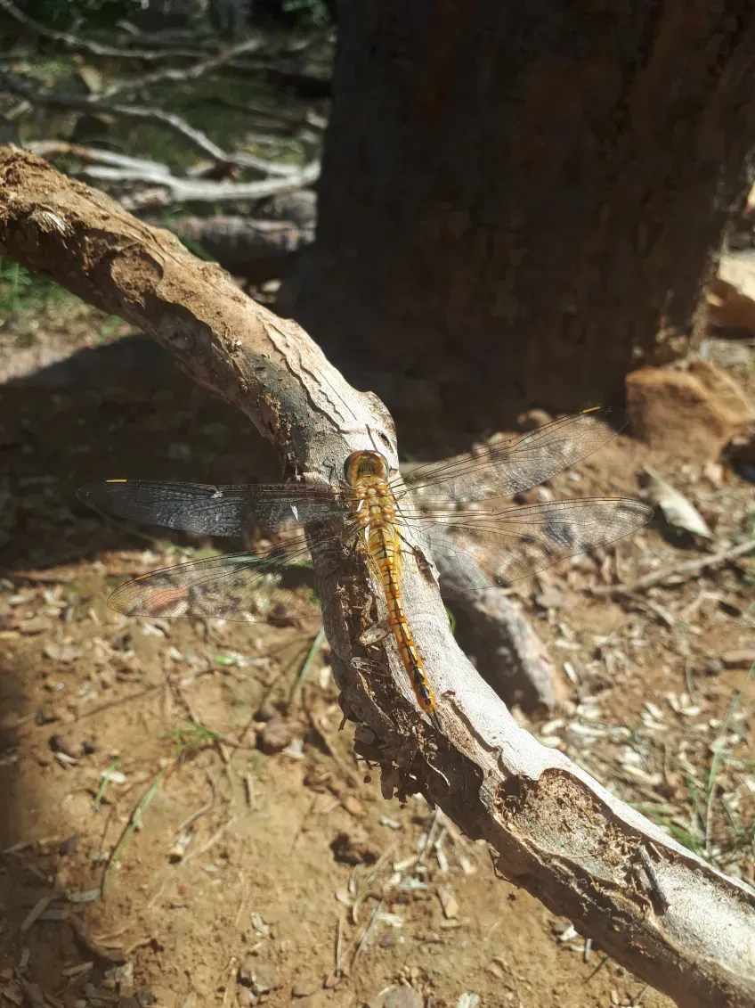 Dragonfly on stick. Photo.